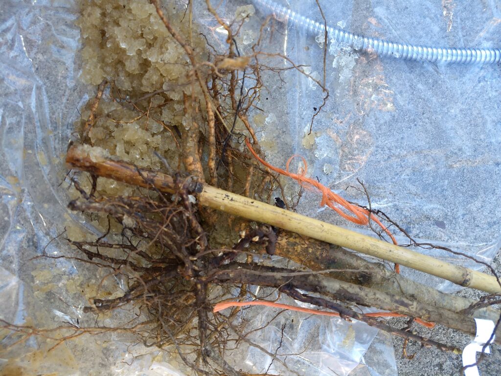 Peach and currant bare roots showing packaging