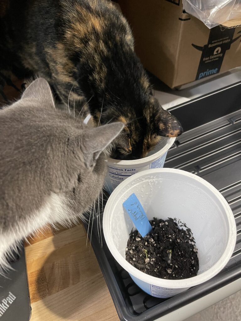 Tuqu the tortie cat sticks her whole head in a  recycled yogurt container used as a pot, while Shackleton the gray and white very puffy but still short haired cat looks on. 