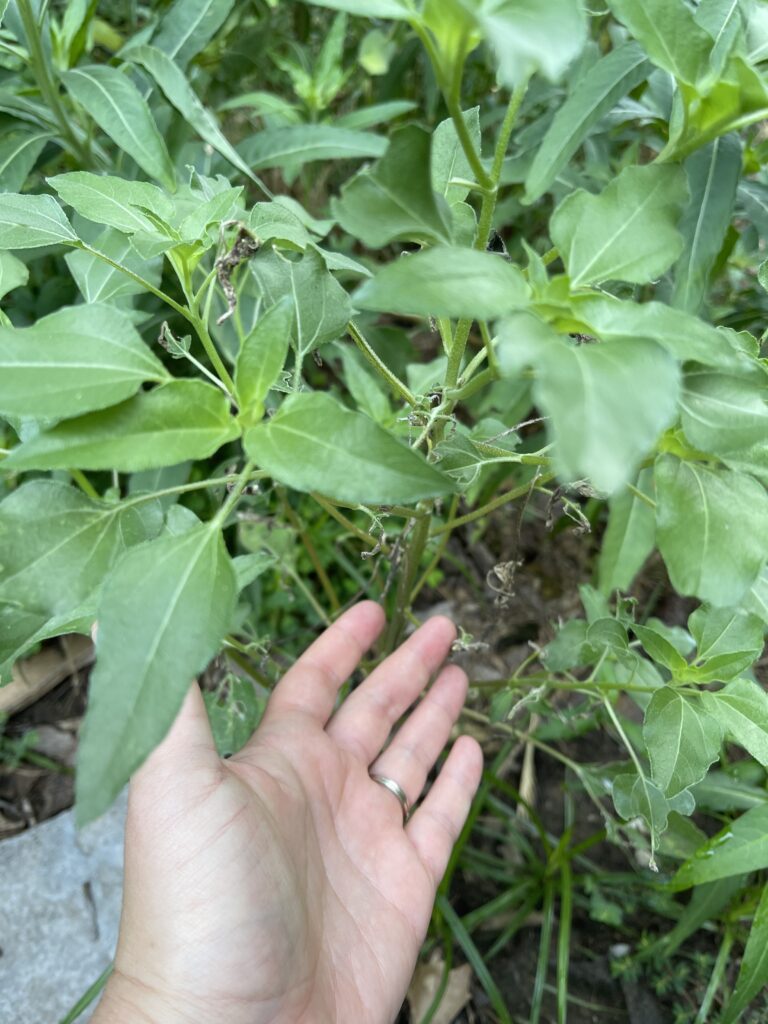 A pale skinned hand with short nails and a white gold wedding ring gestures to the narrow green leaves of Helianthus petiolaris, a type of sunflower. The sunflower is not blooming. You can just barely see the chewed up leaves from a few weeks ago. 
