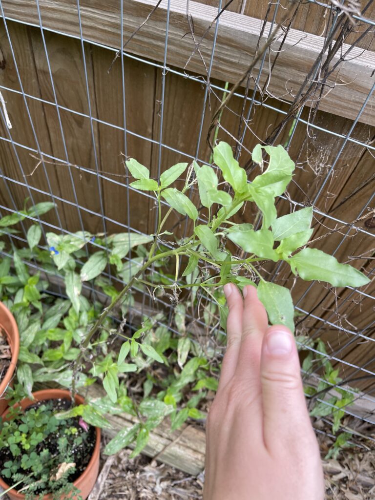 Claire’s pale fingers gesture to new green leaves on a previously skeletonized Helianthus petiolaris plant. A wooden fence stands in the background. 