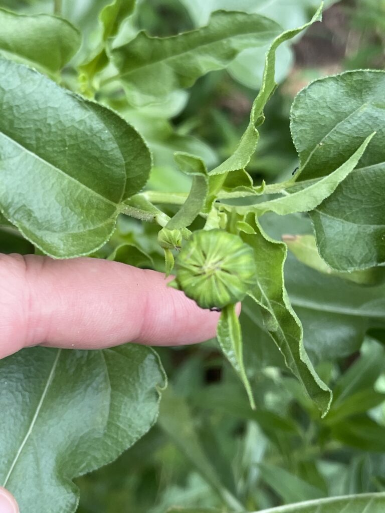 Pale skinned fingers hold a bright green sunflower stem to show the unopened green bud. 