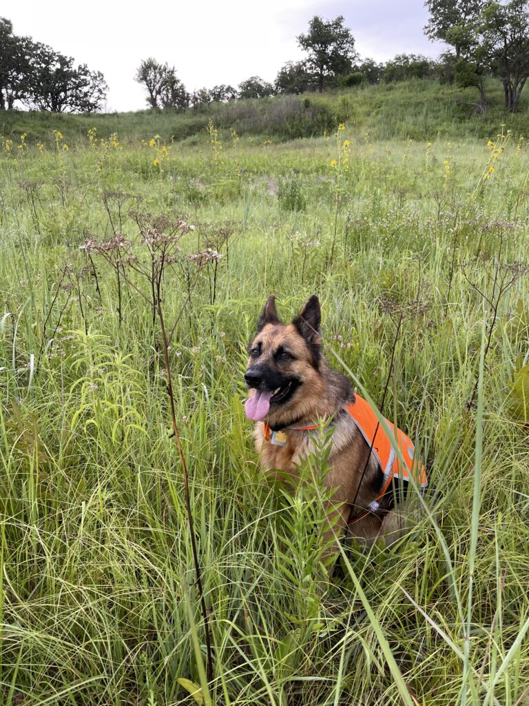 Briar the red and black coated fluffy German Shepherd dog is wearing a hunter orange safety vest and sitting next to a seed-covered stalk of Arnoglossum. She is sitting in grass that’s almost her height and very green with various native forbs around her, including yellow compass plant. Her tongue is hanging out and she looks happily at the photographer. 