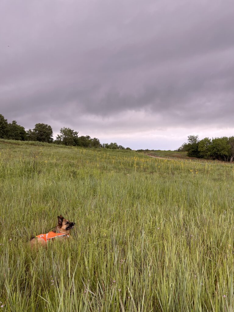 A black and red coated German Shepherd Dog wearing a hunter orange safety vest lays in the grass in a green prairie valley with lots of yellow flowered compass plant stalks around her. The sky is filled with low dark gray clouds and some small trees ring the valley. 