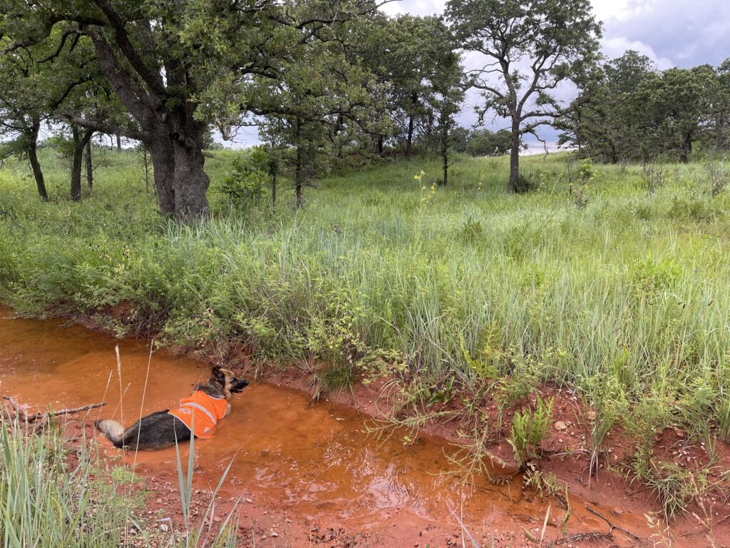 Briar the fluffy German Shepherd Dog lays full length in a very orange mud puddle in exposed red Sandy loam. Her ears are alert and she glances back towards the photographer. Prairie grass surrounds the puddle and oaks are in the background. 