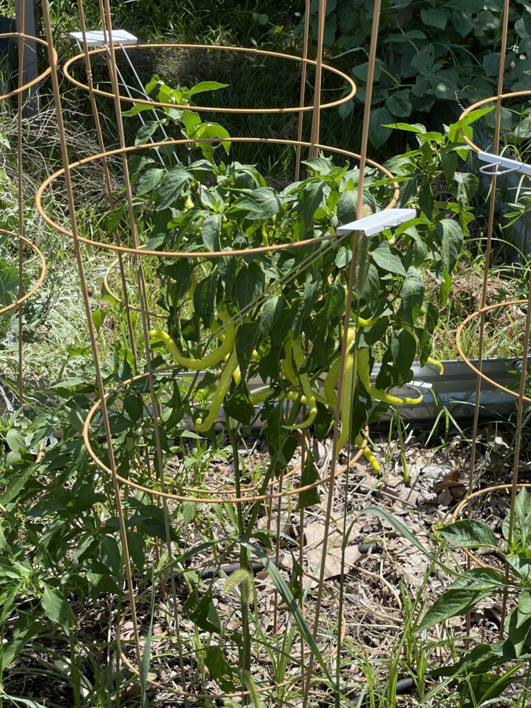 A tall spindly pepper plant with green leaves. There are at least nine long skinny yellow-green curly peppers on the plant, which is supported by a fading red round tomato cage. 