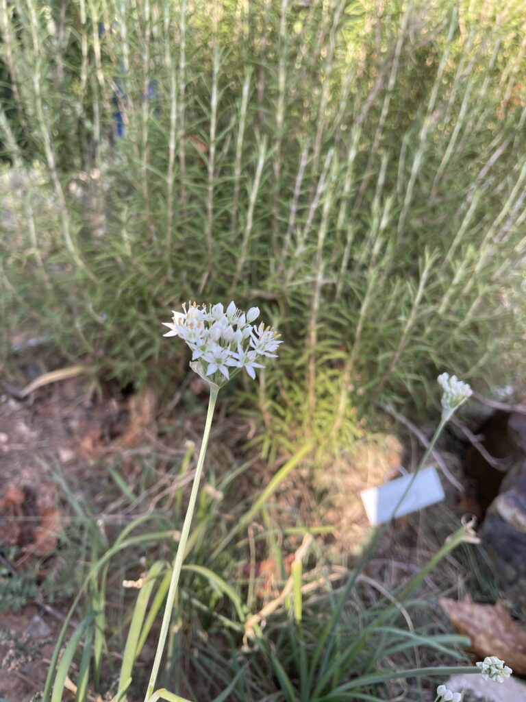 Several full and partially opened garlic chive clusters of white flowers are on pale green stalks over the flat thin leaves of the plants. A rosemary bush is blurred in the background. 