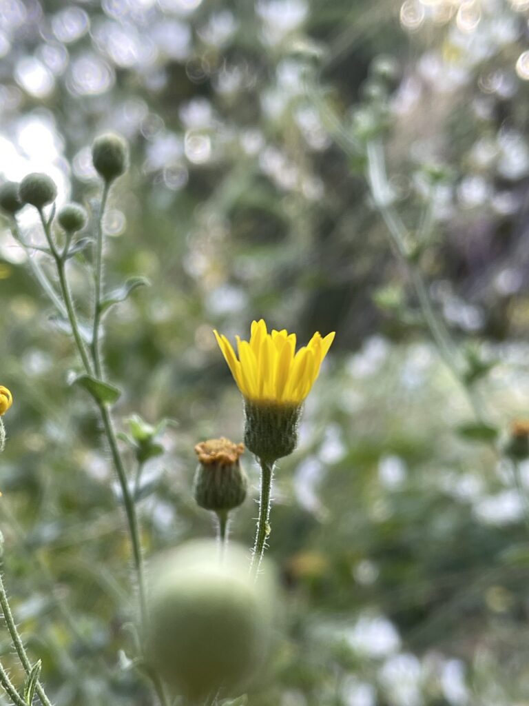 A partially opened yellow camphorweed flower is framed by the spheres of more green buds, including one big blurry one in the foreground. The background is dappled green and pale blue-gray sky. 
