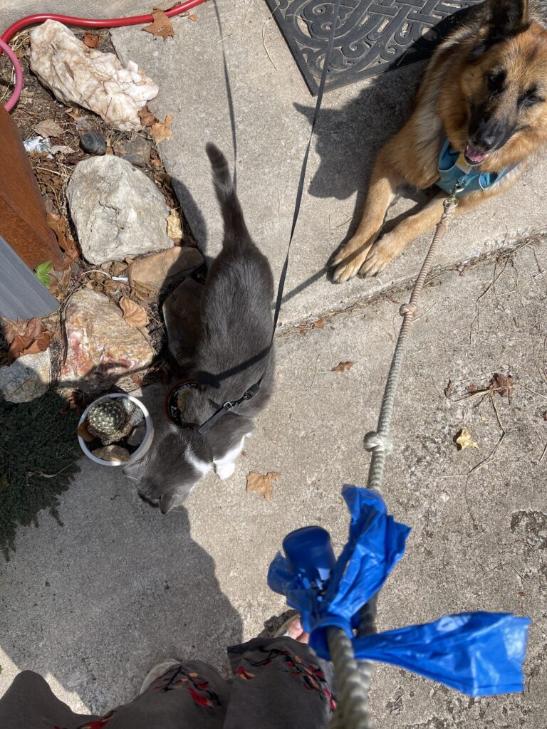 An overhead view of a leashed gray and white cat avoiding a very happy German shepherd laying down nearby. 