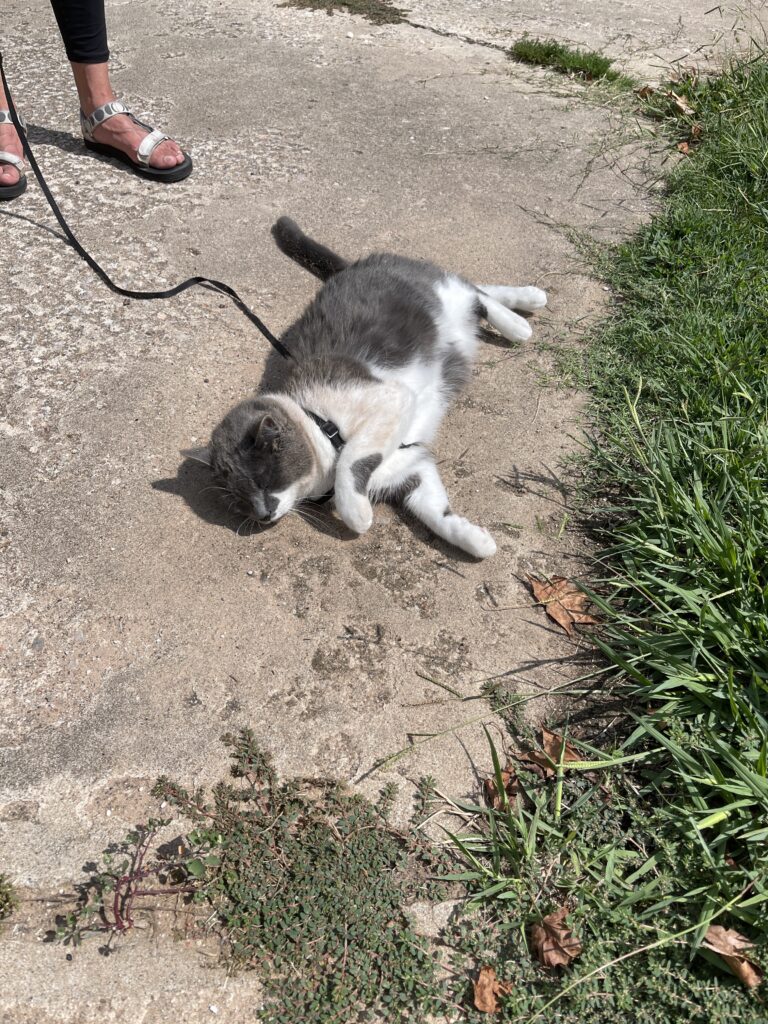 The formerly pristine gray and white cat laying on his side in dust on concrete near the edge of the lawn. He is covered in brown dust bits everywhere. His face is happy. 