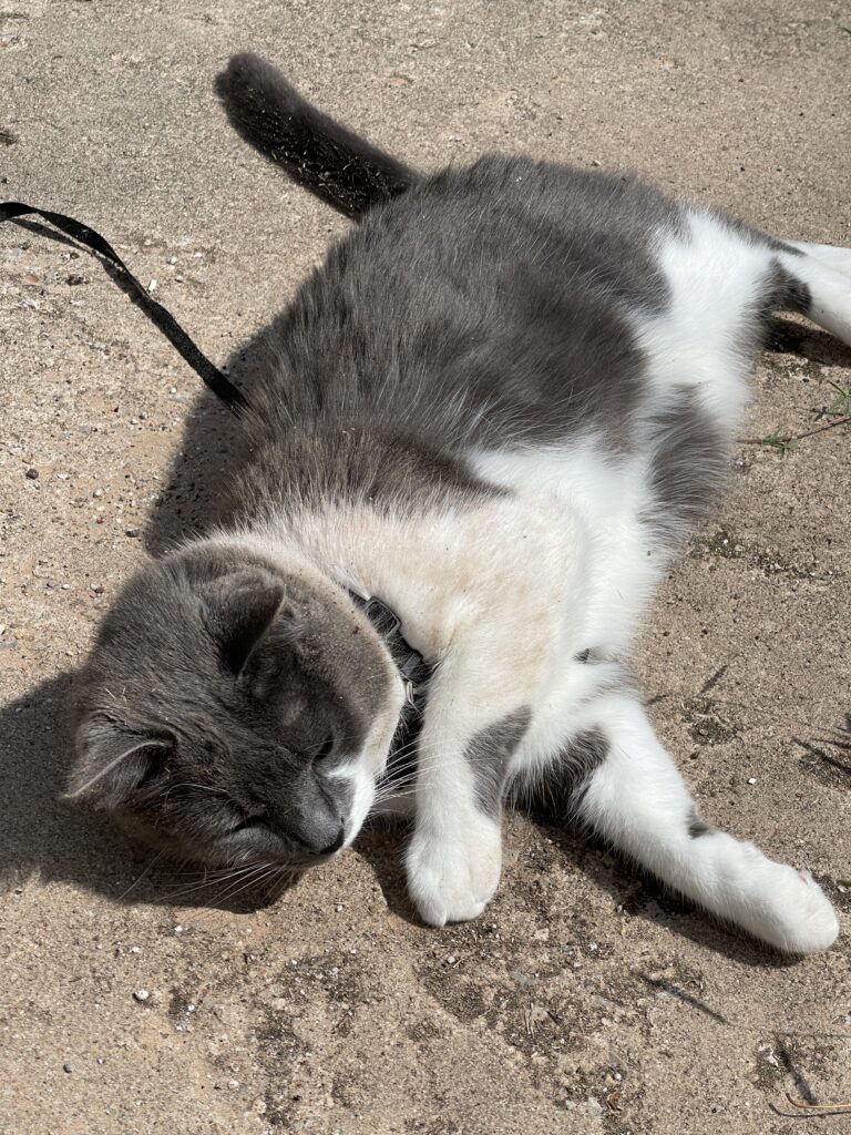 A close up view of the now very dusty gray and white cat as he presses his face and paws onto the dirty concrete. Heaven.  