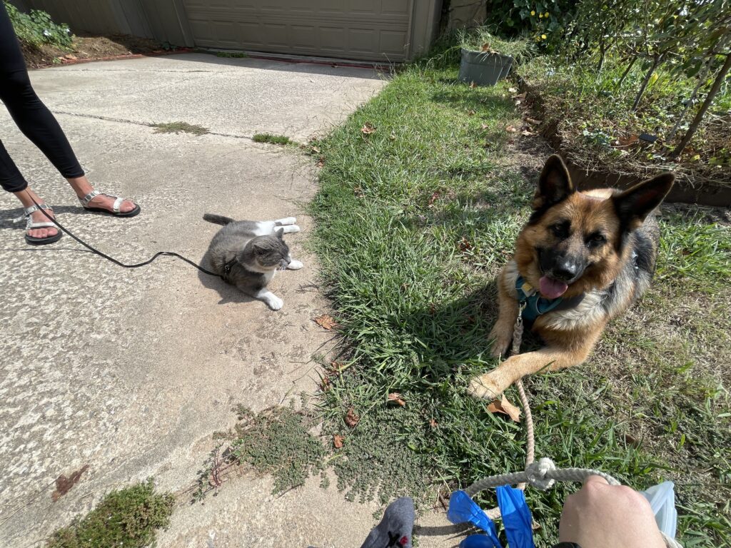 The dust covered gray and white cat pushes himself up to leave because of the extremely annoying presence of the smiling and proud German Shepherd Dog nearby in the lawn who is watching over him. Gross, a dog. 