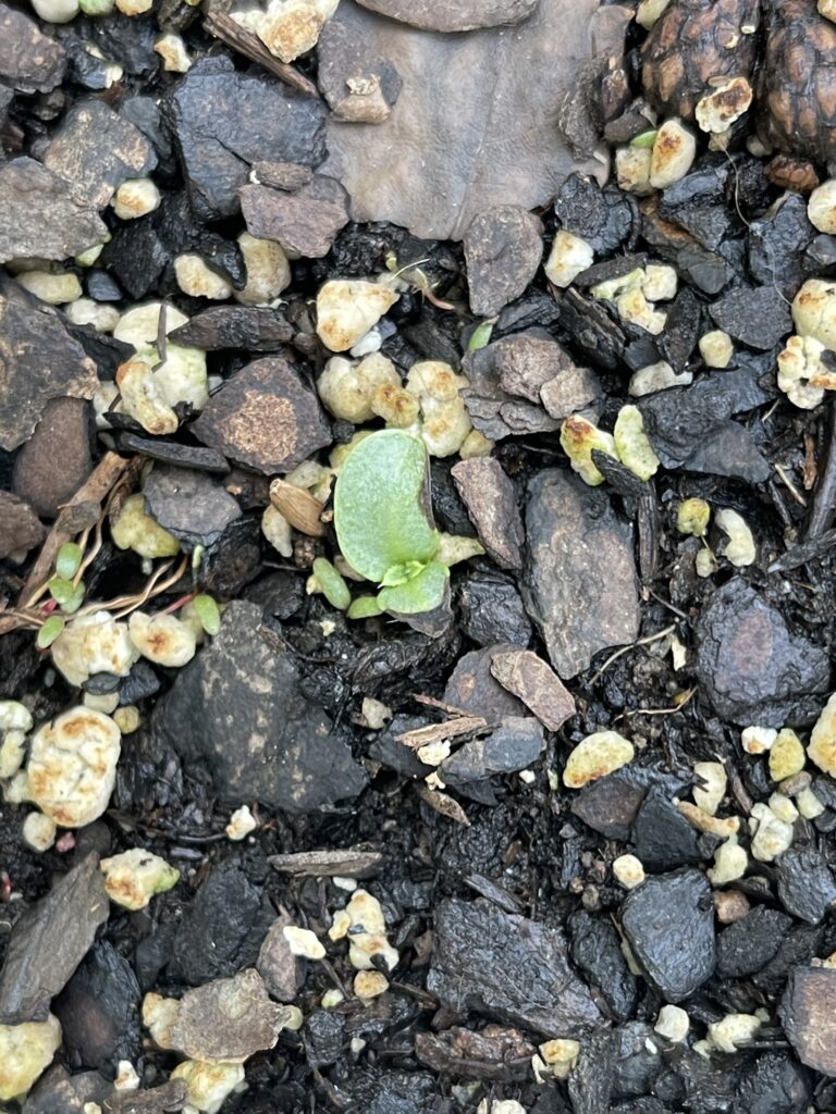 A large seedling with two tiny pointy adult leaves emerging between them.  The plant is among the debris of standard potting soil. 