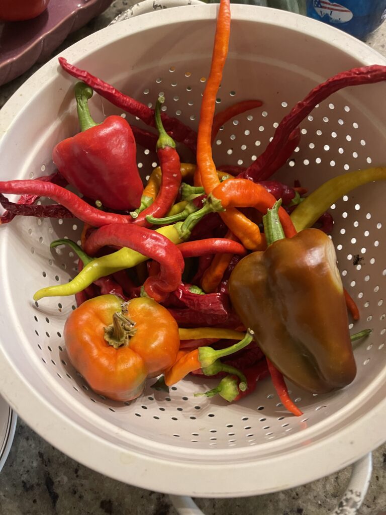 A peeling white enameled metal colander full of red, orange, brown, and yellow peppers of various shapes and sizes. 