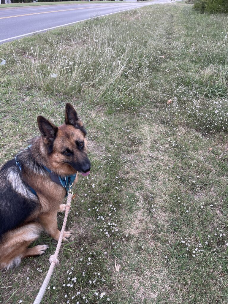 Briar the German shepherd dog smiles at the camera while sitting in a mowed area sprinkled with tiny asters like stars. The area behind her is sprinkled with taller asters along taller grass. 