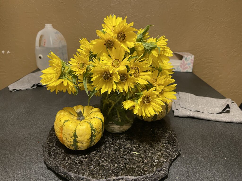 A tidy bouquet of small yellow sunflowers is framed by two decorative gourds, vaguely pumpkin shaped but with greenish stripes and a bumpy surface. 