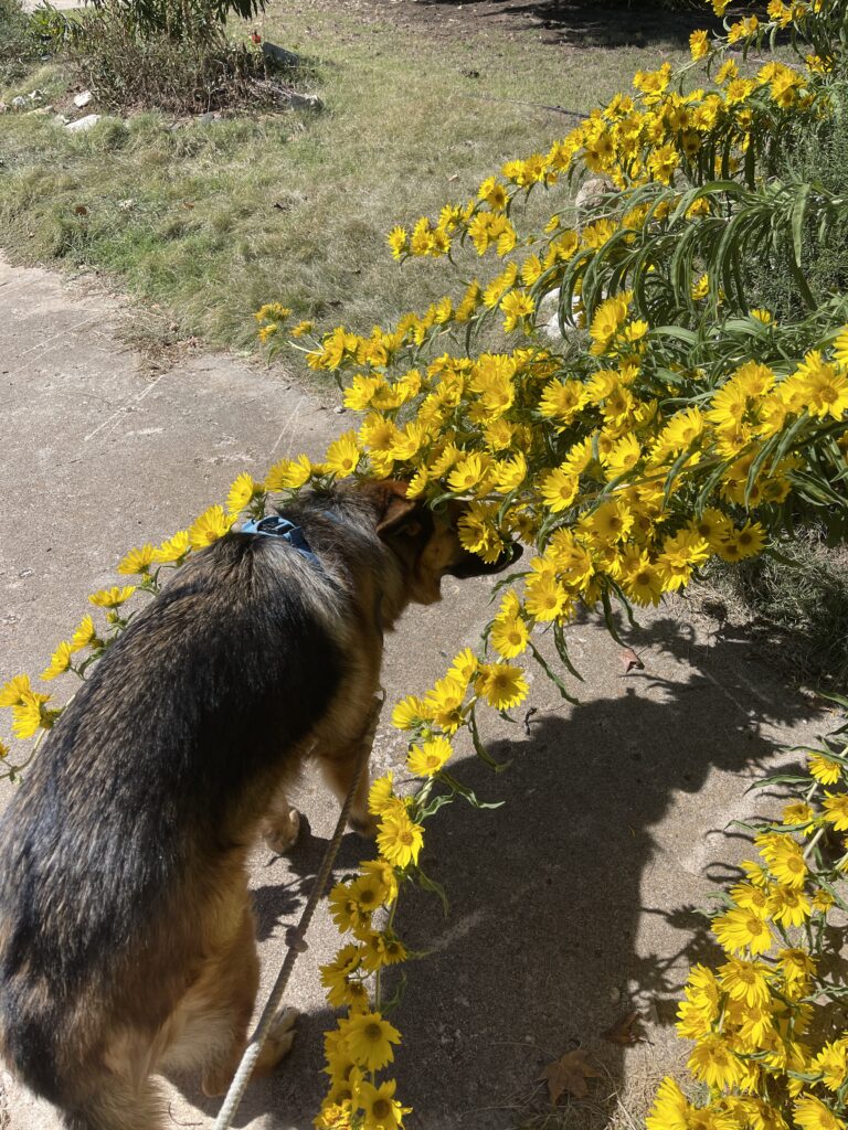 Briar the German shepherd dog stands with her head and back wedged under and draped by long arcs of Maximilian sunflower stalks and blooms. 