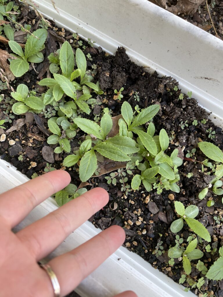Pale fingers gesture enthusiastically to a tray full of baby leafy green thistle plants. 