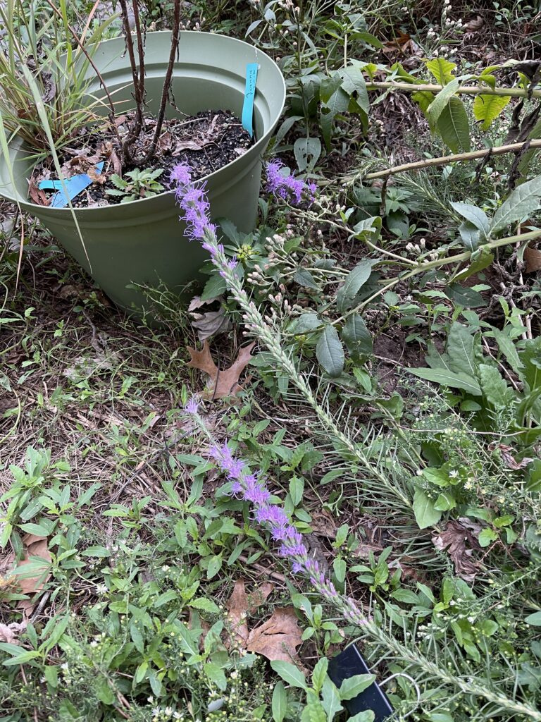 Three stalls of liatris leaning against other plants and a green plastic pot. They are covered about half in purple flowers. 