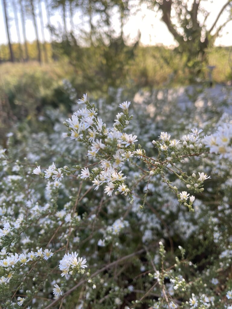 Lush sprays of asters crowded with tiny white flowers