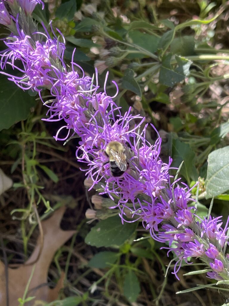 The small fuzzy body of a common eastern bumblebee worker is dwarfed by the long purple covered flower stalk of Liatris mucronata. 
