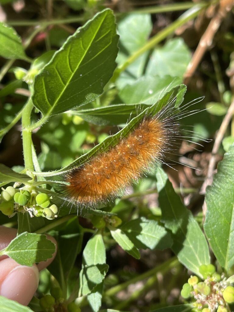I’m holding a branch of Euphorbia steady so we can see the fuzzy rust-colored arctiid caterpillar hiding under a leaf.  The sunlight catches the very long hairs that extend beyond its main dense body of bright orange-brown fuzzy hairs. 