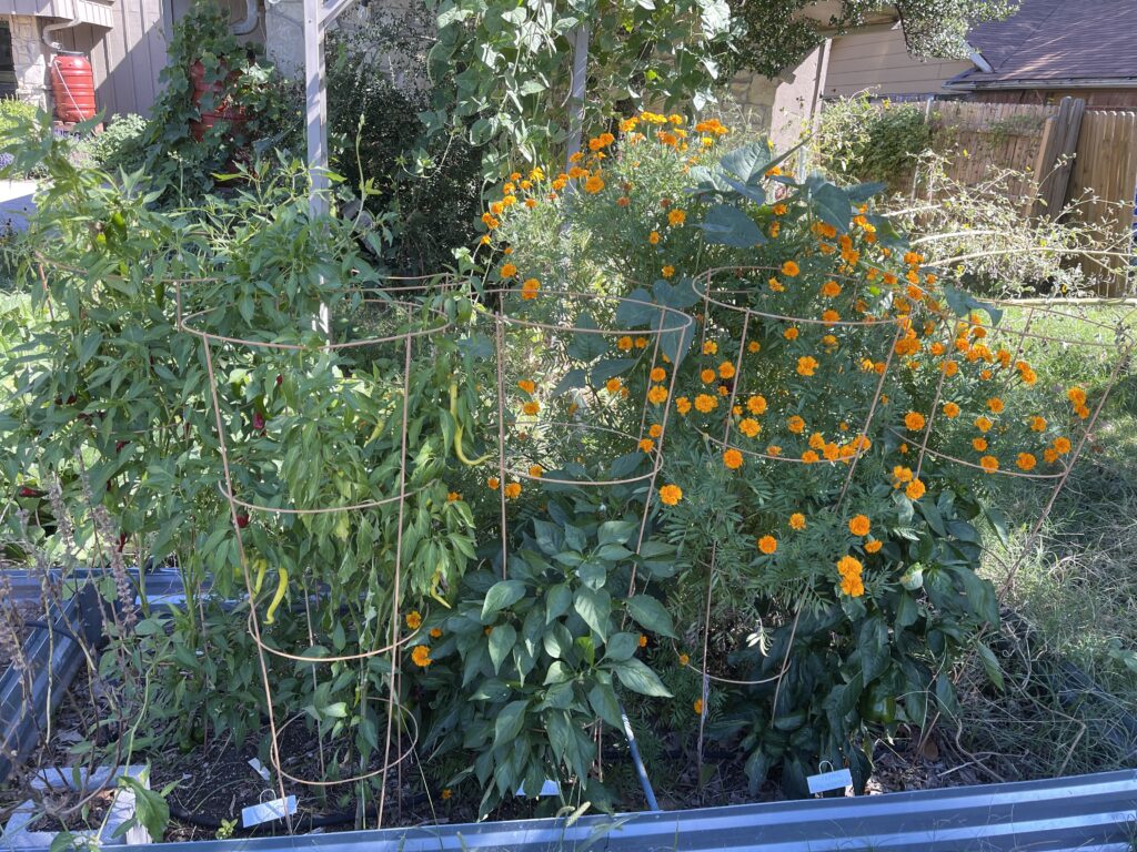 Faded tomato cages hold a series of fruiting pepper plants and blooming marigold plants. 