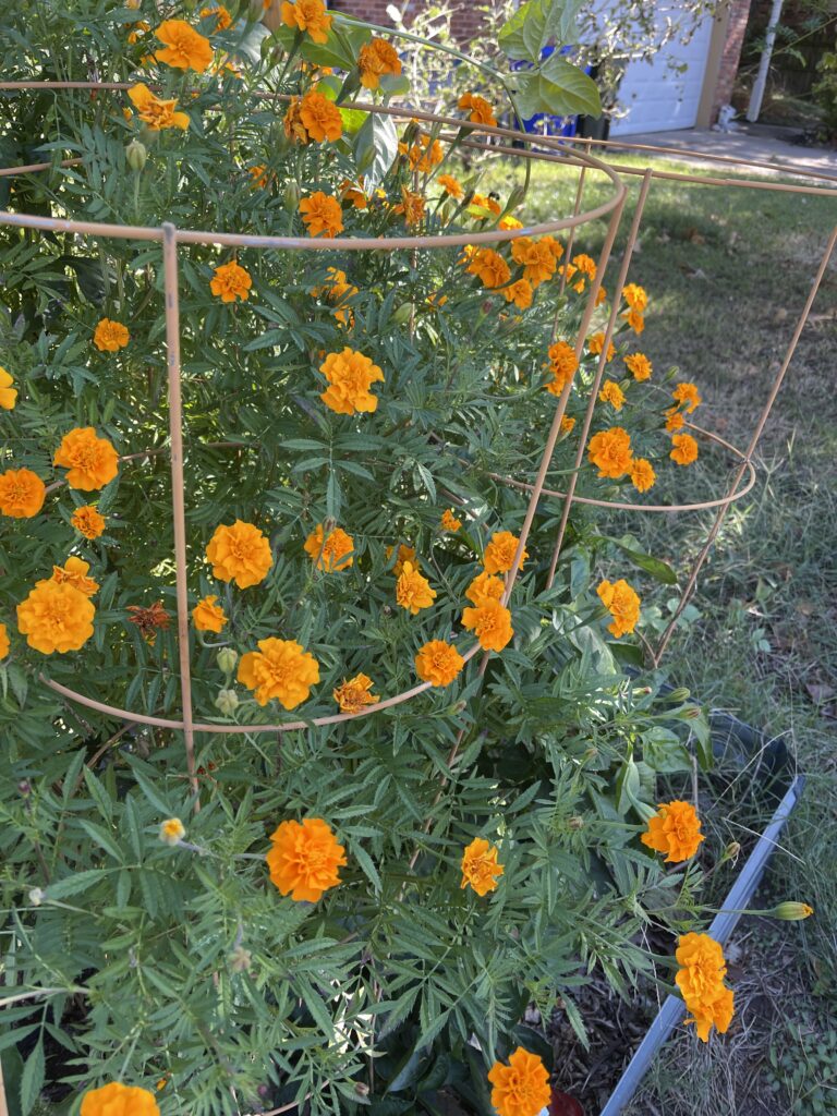A closer view of the bright orange marigold flowers dotting their pointed leaves. The plants are lush and only partly contained by the faded red tomato cages. 