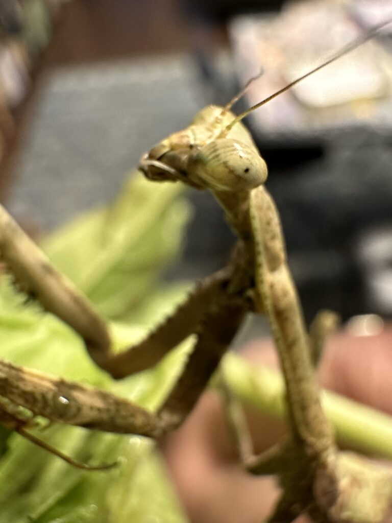 Close up of the face of a praying mantis. It is watching me. 