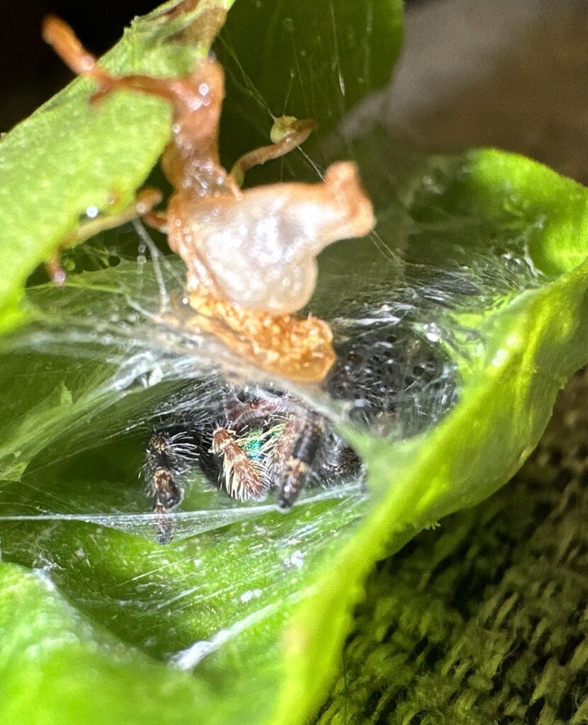 A brownish jumping spider with iridescent green pedipalps peeks out from its web, which holds a bright green basil leaf folded over as shelter. 