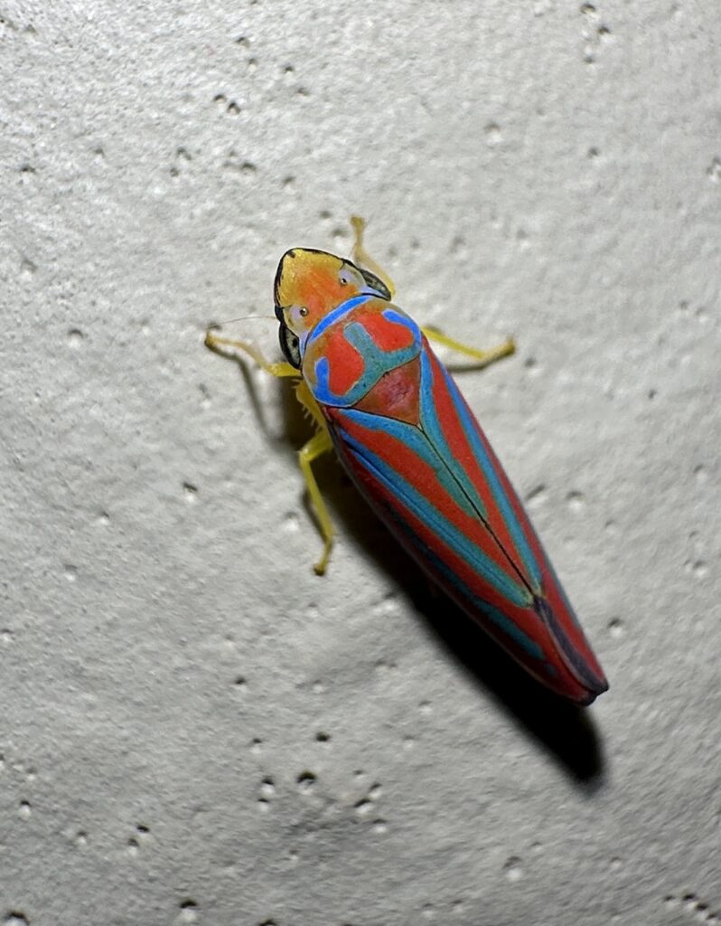 Close up view of a red and blue striped leaf hopper. Its legs and tip of snoot grade to yellow. It has tiny hair like antennae. 
