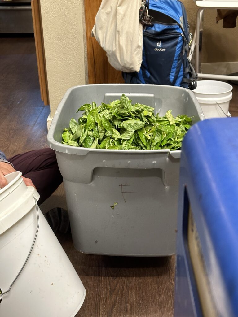 A blue-gray rubber made plastic tub almost full of bright green basil leaves