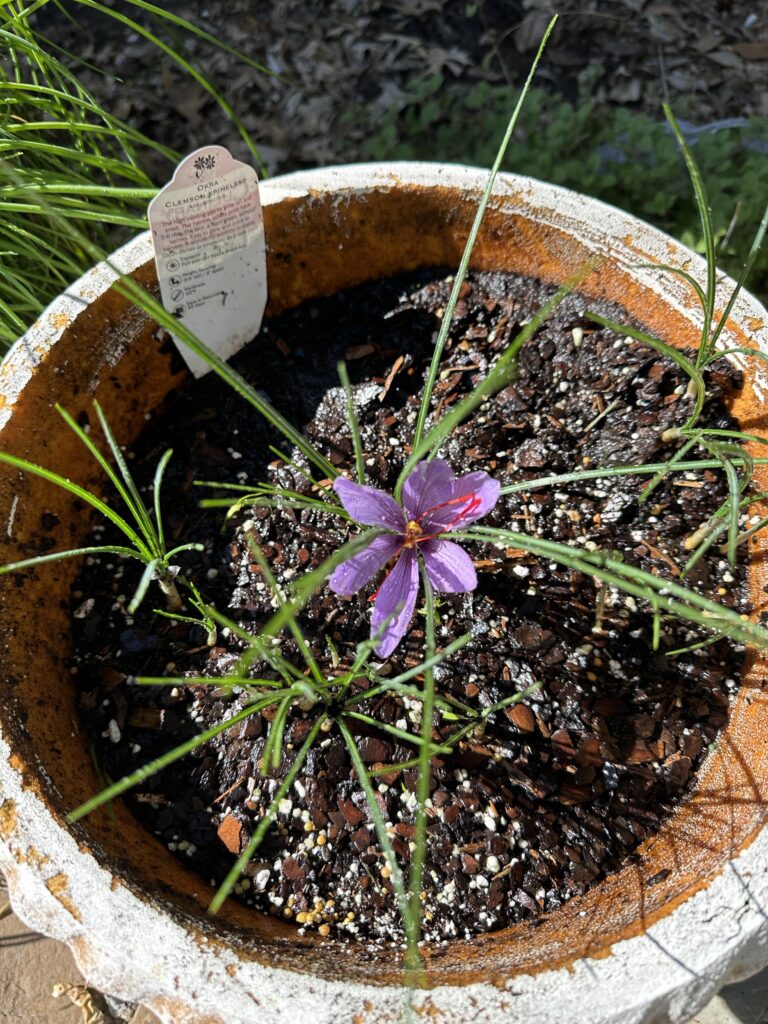 Half a dozen saffron plants with long thin green leaves in a clay pot, from above. The middle plant has a fully open flower. 