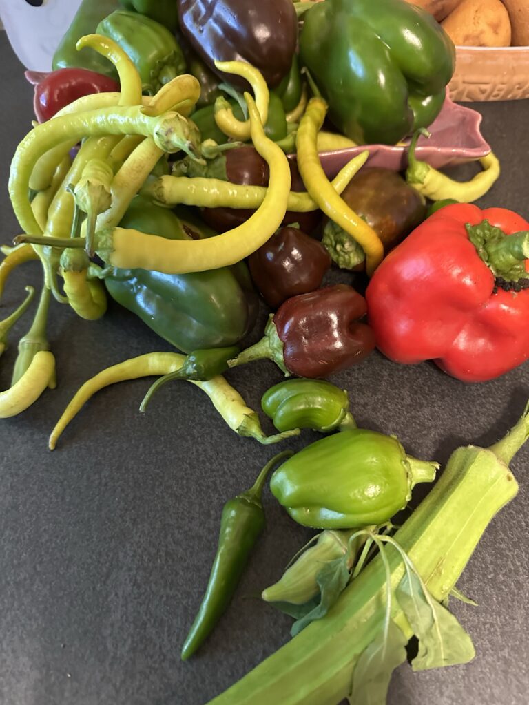 The last peppers of the season piled on the gray ceramic kitchen table. There are long curly skinny yellow corbaci, big red bell, green bells, and brown-purple bells, and two little triangular apple peppers. 