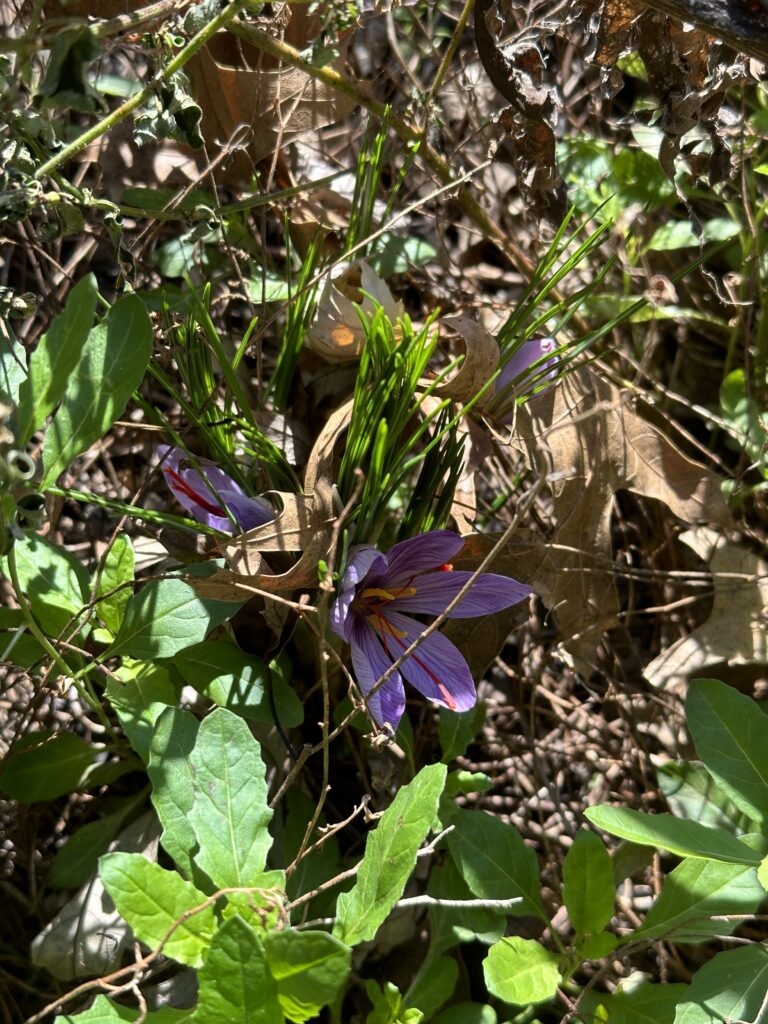 A cluster of several saffron plants with two buds and one open flower