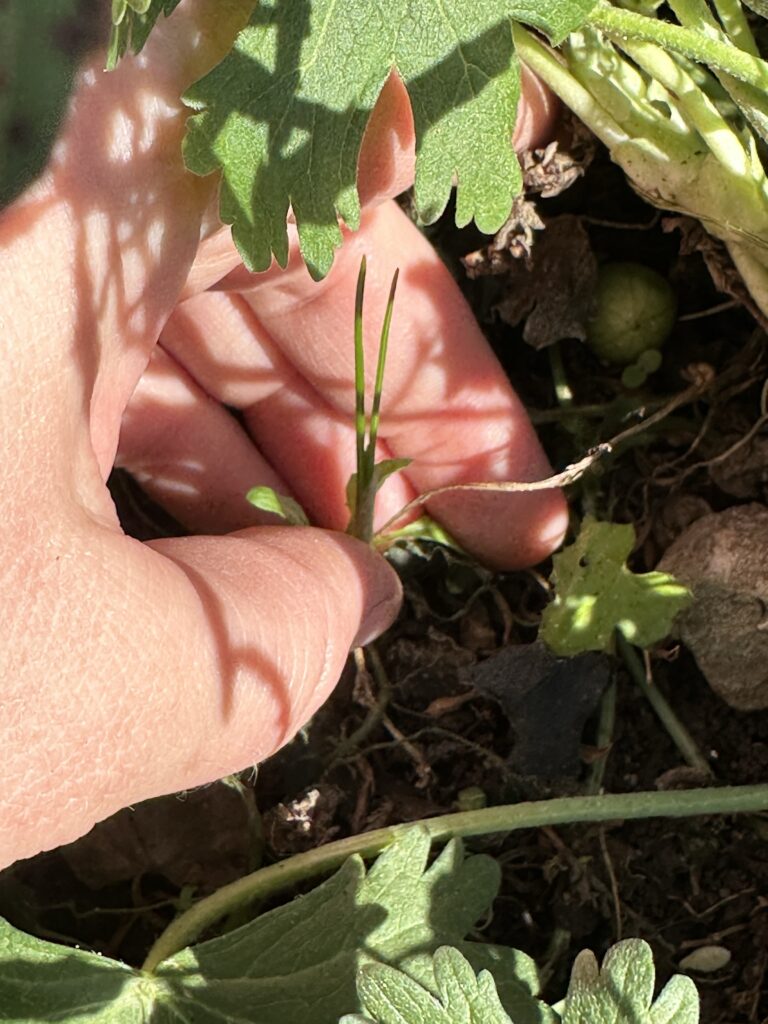 I hold a single saffron plant with two green leaves coming out of the ground with a slight pale sheath around the base near the soil