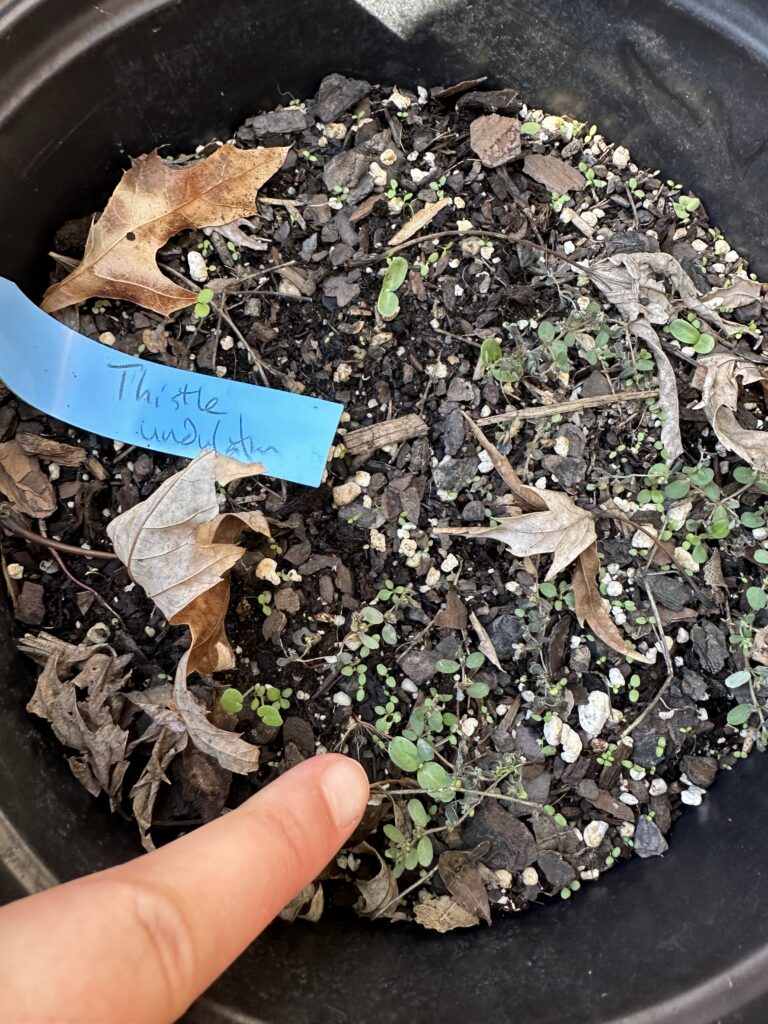 The blue label says thistle undulatum and point at one of several seedlings. 