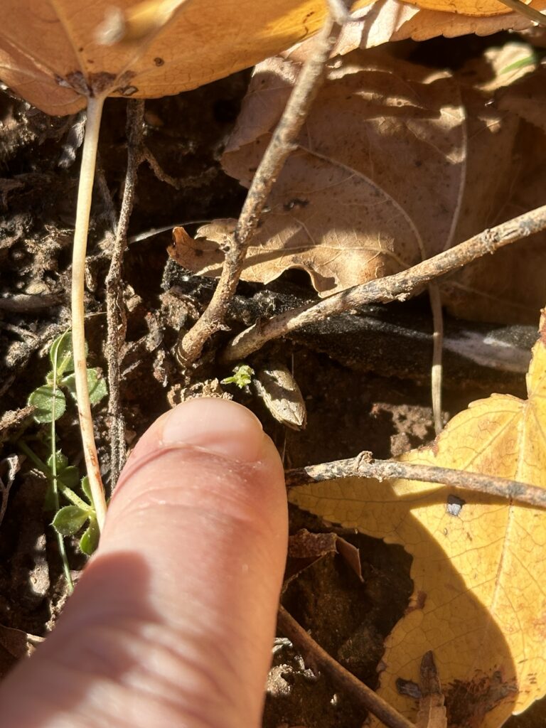 My seemingly giant finger pointing at a very tiny sprig of green emerging from an otherwise gray stem. 