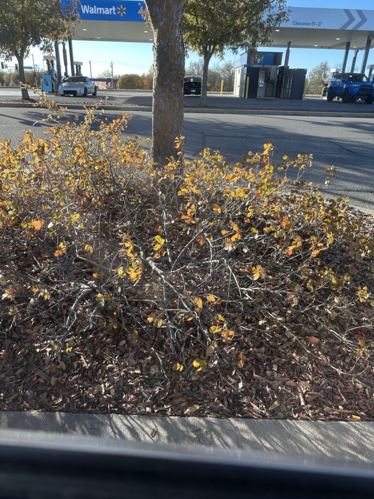 A Walmart parking lot divider with gas station in the background. The low sumac bushes are turning yellow and orange for autumn. 