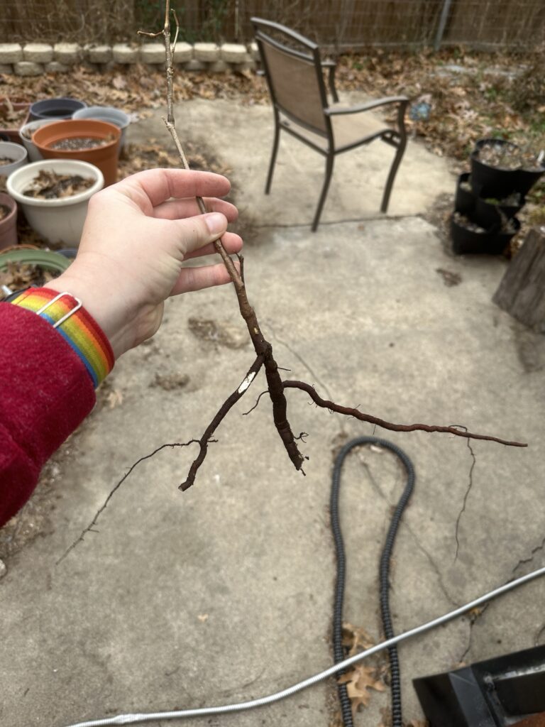 I’m holding a dormant ampelopsis plant. Its root has two side branches and the main root branch is torn. 