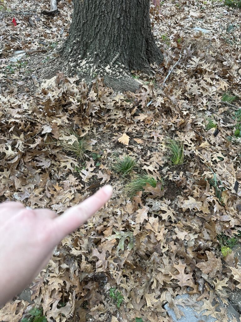 I point at four clumps of a divided sedge at the base of the red oak, among many fallen leaves. 