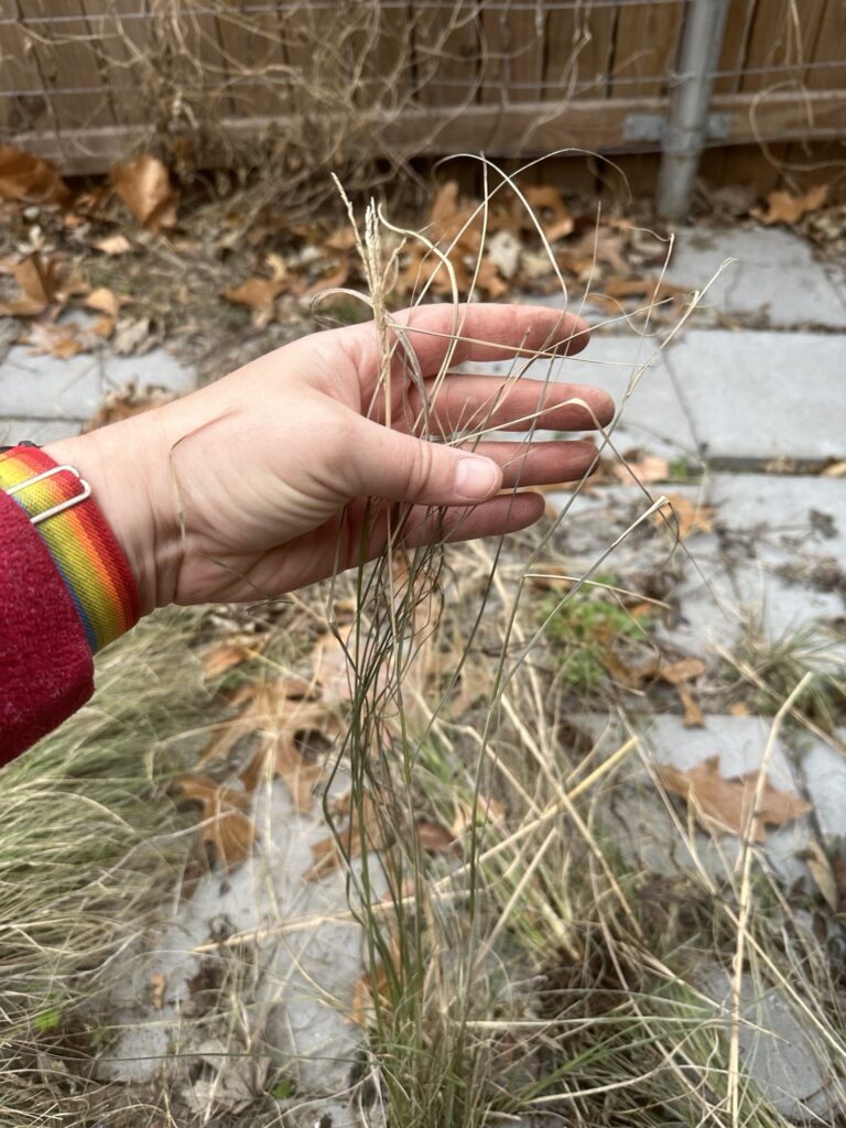 I’m holding a dried mystery grass by the tops. One seedhead is visible. 