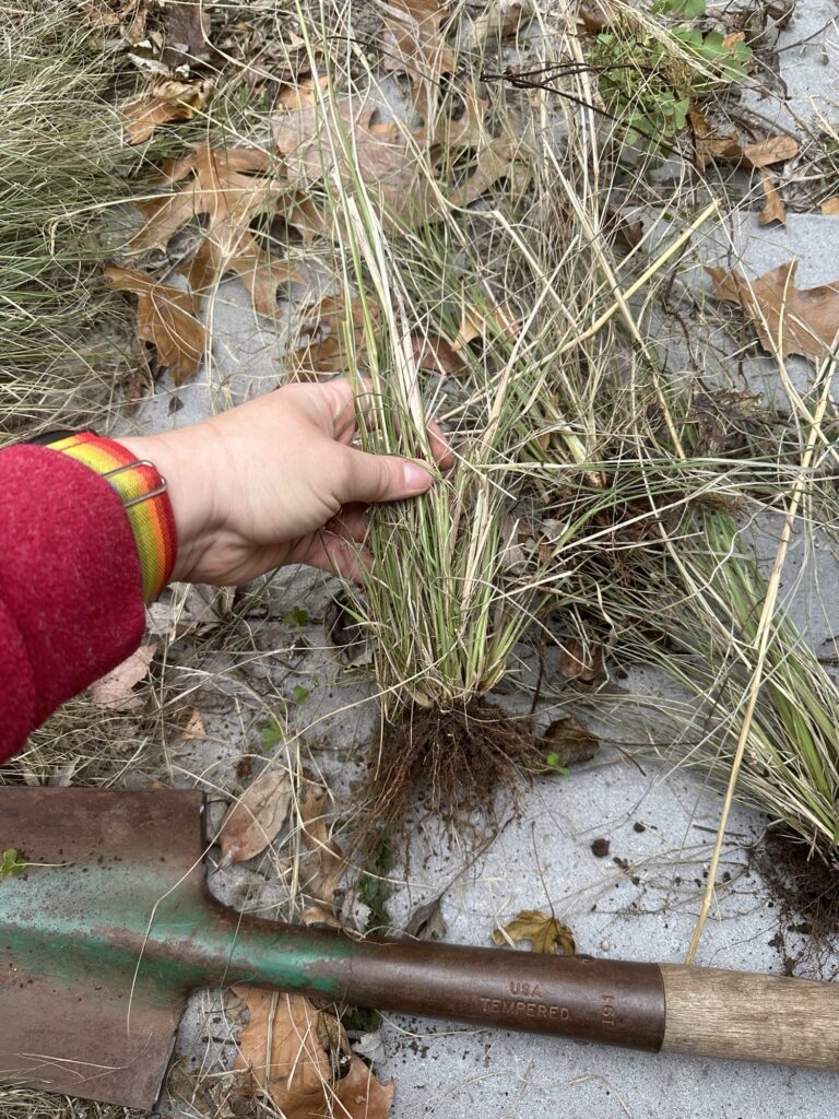 I’m holding a dormant grass by the base, so you can see the roots are relatively short in the damp earth. 