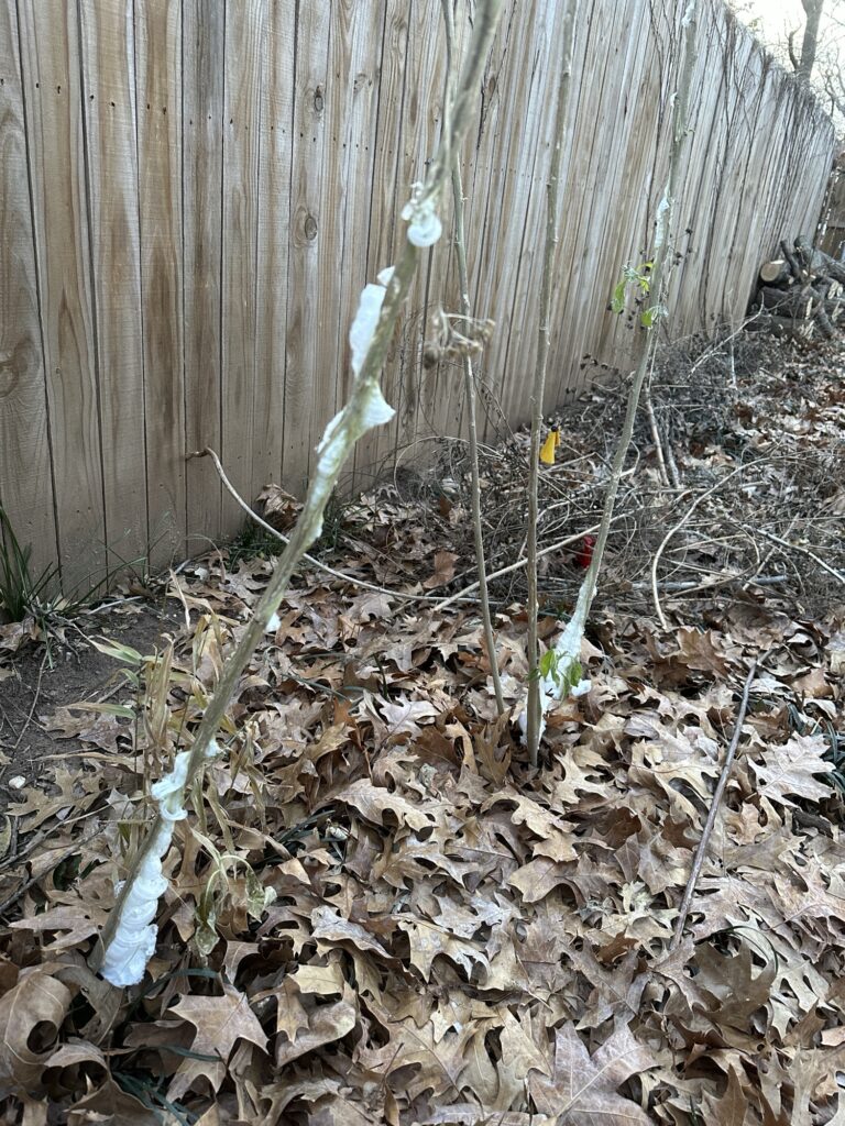 Four stalls of frostweed by the privacy fence, with two having ice bursting out