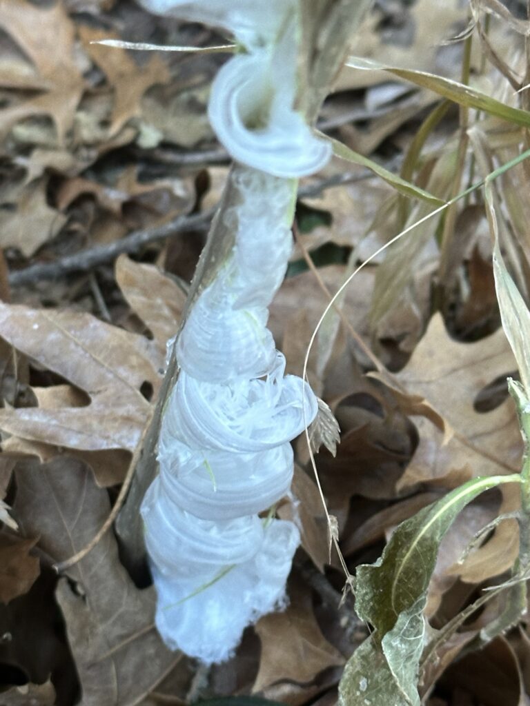 Swirling thin sheets of ice around the stalk