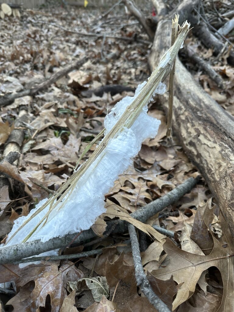 This stalk has almost fringed sheets of ice instead of smooth swirls