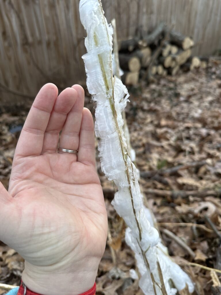 My hand next to ice for scale. The ice is wider than the stalk but so, so thin. 