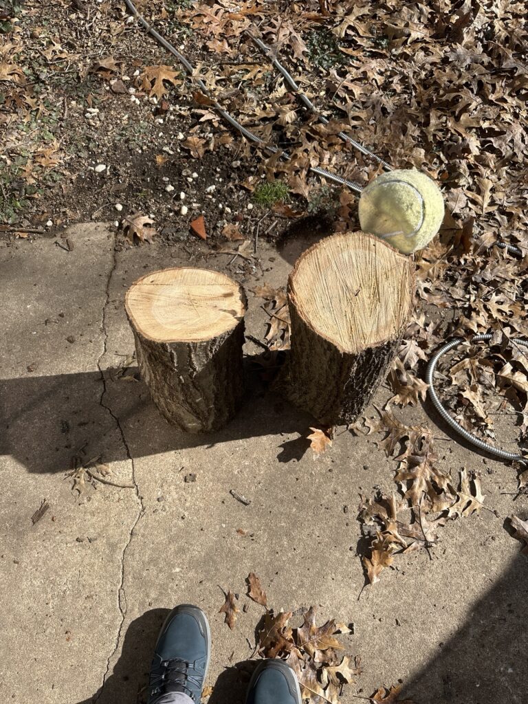 Two of the chosen oak logs standing end up on the concrete patio. 