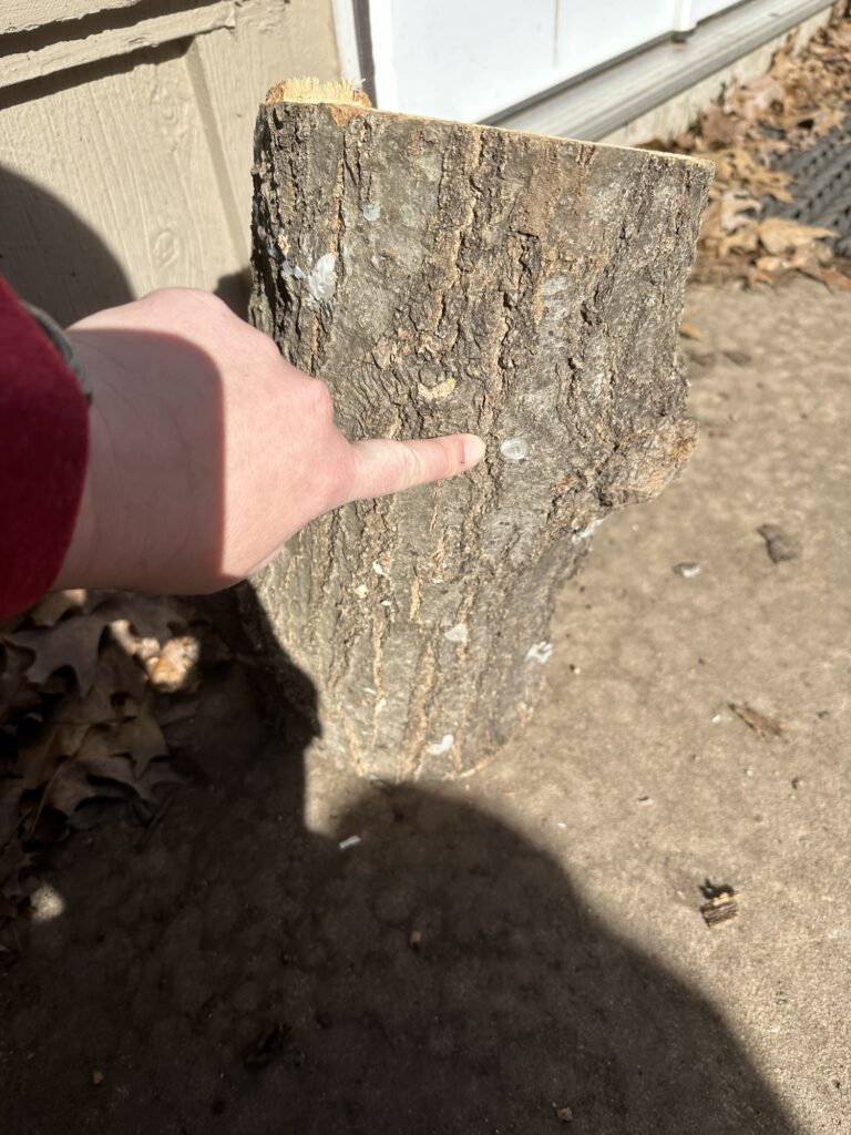 I point at wax seal spots on an upright log that’s been finished. 