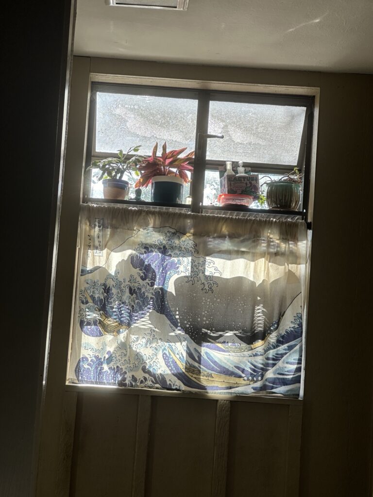 The plant window is backlit brightly. You can see houseplants fully visible on the top shelf and the shapes of decorations and pots on the second shelf. On the bottom cat level, Shackleton’s face is in profile as he faces east to the morning sun. 
