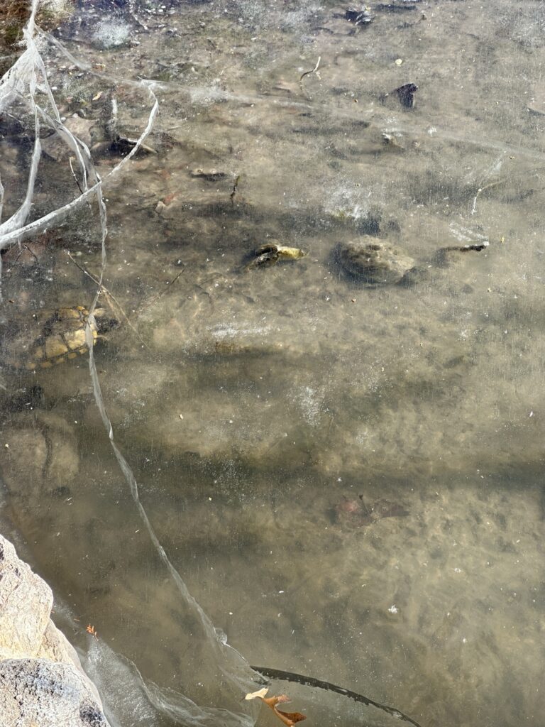 Three turtles (two close together near shore and one farther out) under cracked ice that’s at least half a foot deep b